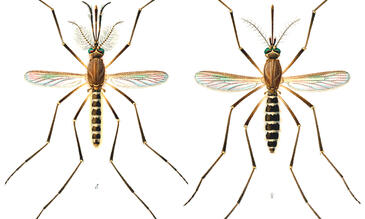 Culex quinquefasciatus