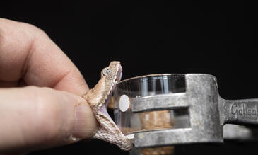 Echis Coloratus (Image: S. Townsley)