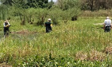 LSTM Tropical Disease Biology and Vector Researchers undertaking Vector surveillance in Malawi