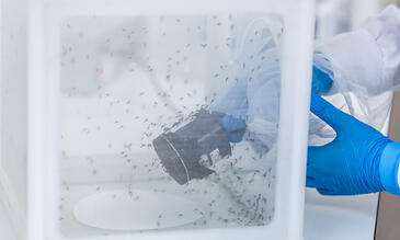 An image of an LSTM researcher working in an insectary. There are lots of mosquitoes flying in a special container used for research.