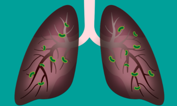 Animation of a pair of lungs