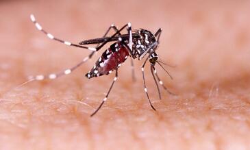 Aedes mosquito