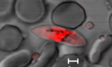 Plasmodium falciparum late-stage gametocyte, one of the parasite stages targeted by primaquine