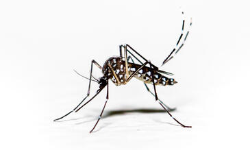 Aedes aegypti mosquito