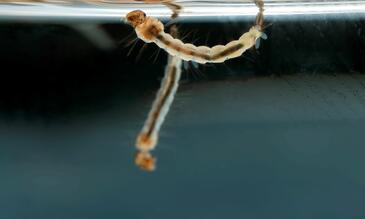 Mosquito larvae