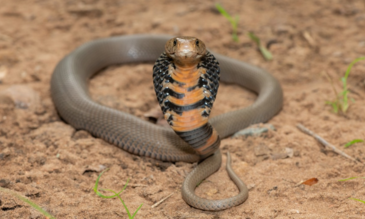 Mozambique Spitting Cobra (Naja mossambica) (Credit: Craig Cordier, iStock) Mozambique Spitting Cobra (Naja mossambica) (Credit: Craig Cordier, iStock)