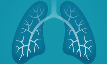 Lung illustration