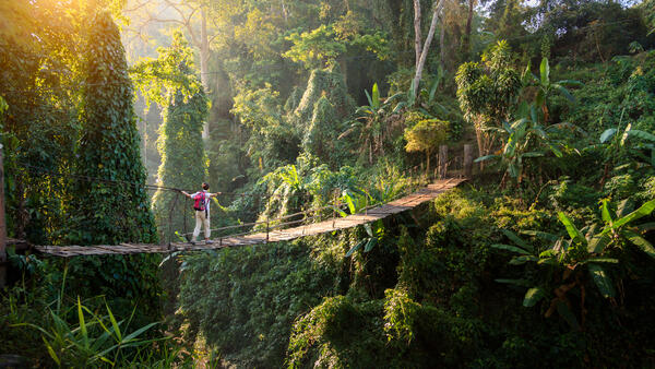 Backpacker on suspension bridge in rainforest