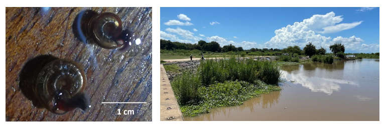 Bi. pfeifferi as found in Nsanje Port (left) with a view of the collecting area (right) Bi. pfeifferi as found in Nsanje Port (left) with a view of the collecting area (right)