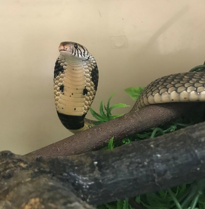 Snake of the week: Brown forest cobra (Naja subfulva)