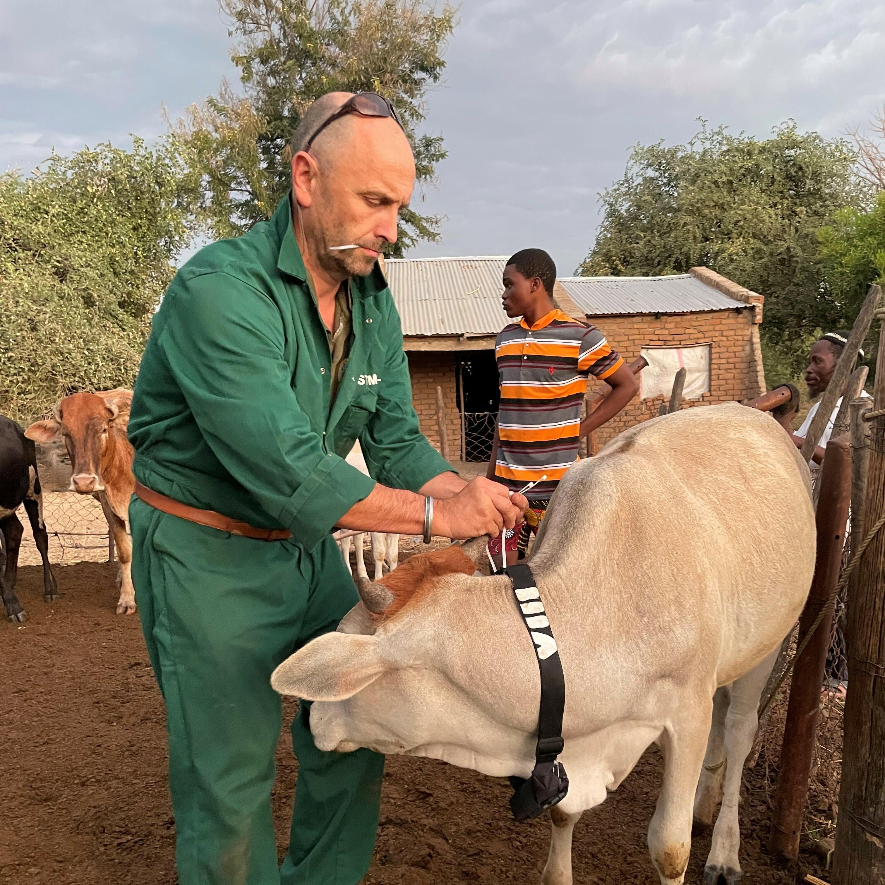 Fitting a GPS tracking unit and collar onto cattle in Mangochi District Fitting a GPS tracking unit and collar onto cattle in Mangochi District