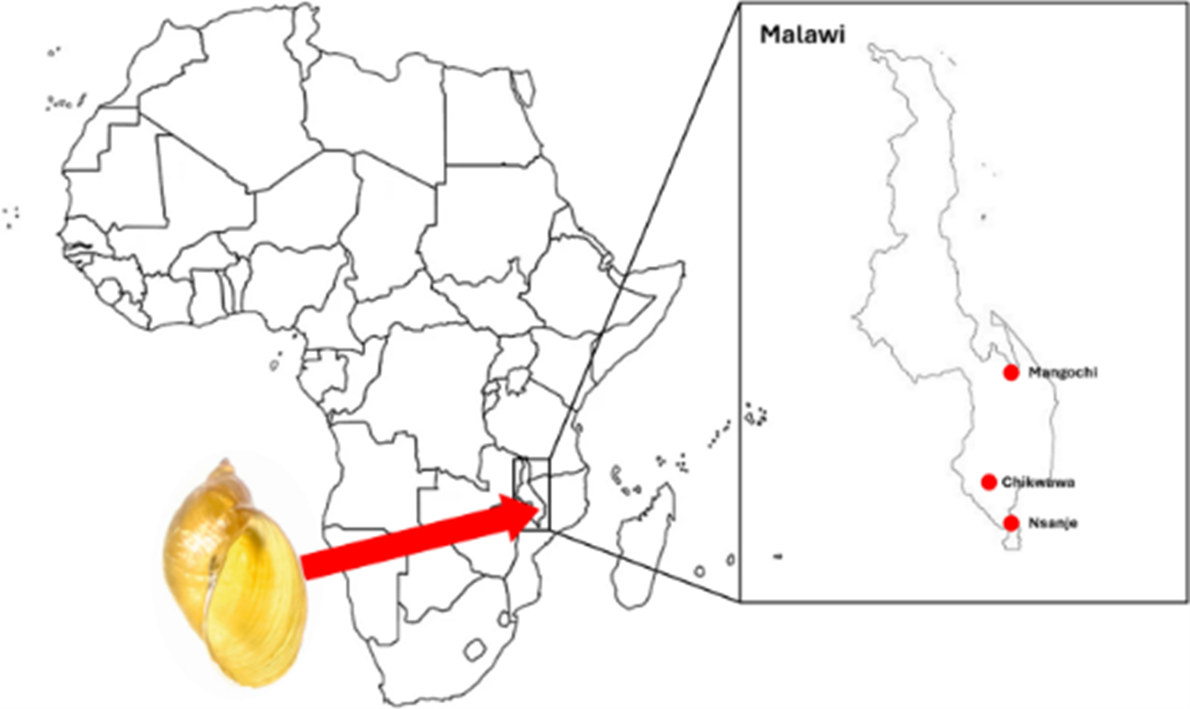 Graphical abstract of Jones et al.