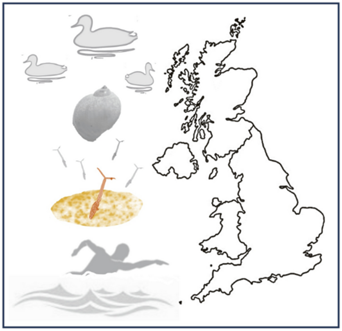 Graphical abstract of Kerr et al: Human cercarial dermatitis (HCD) in the UK: an overlooked and under-reported nuisance? (link in blog)