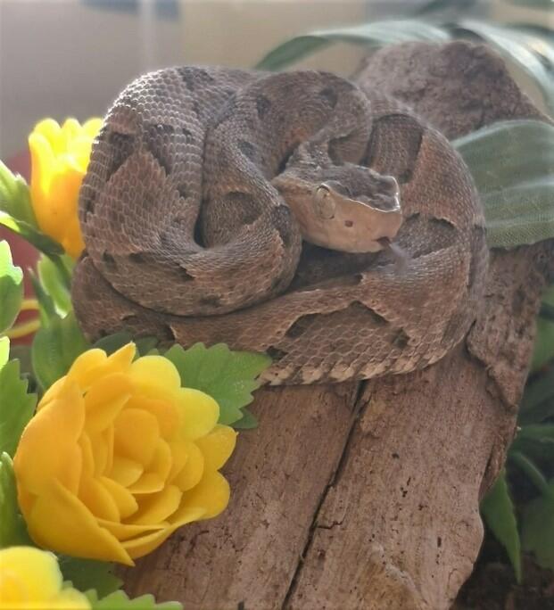 Bothrops asper (family Viperidae) is the most important snake from