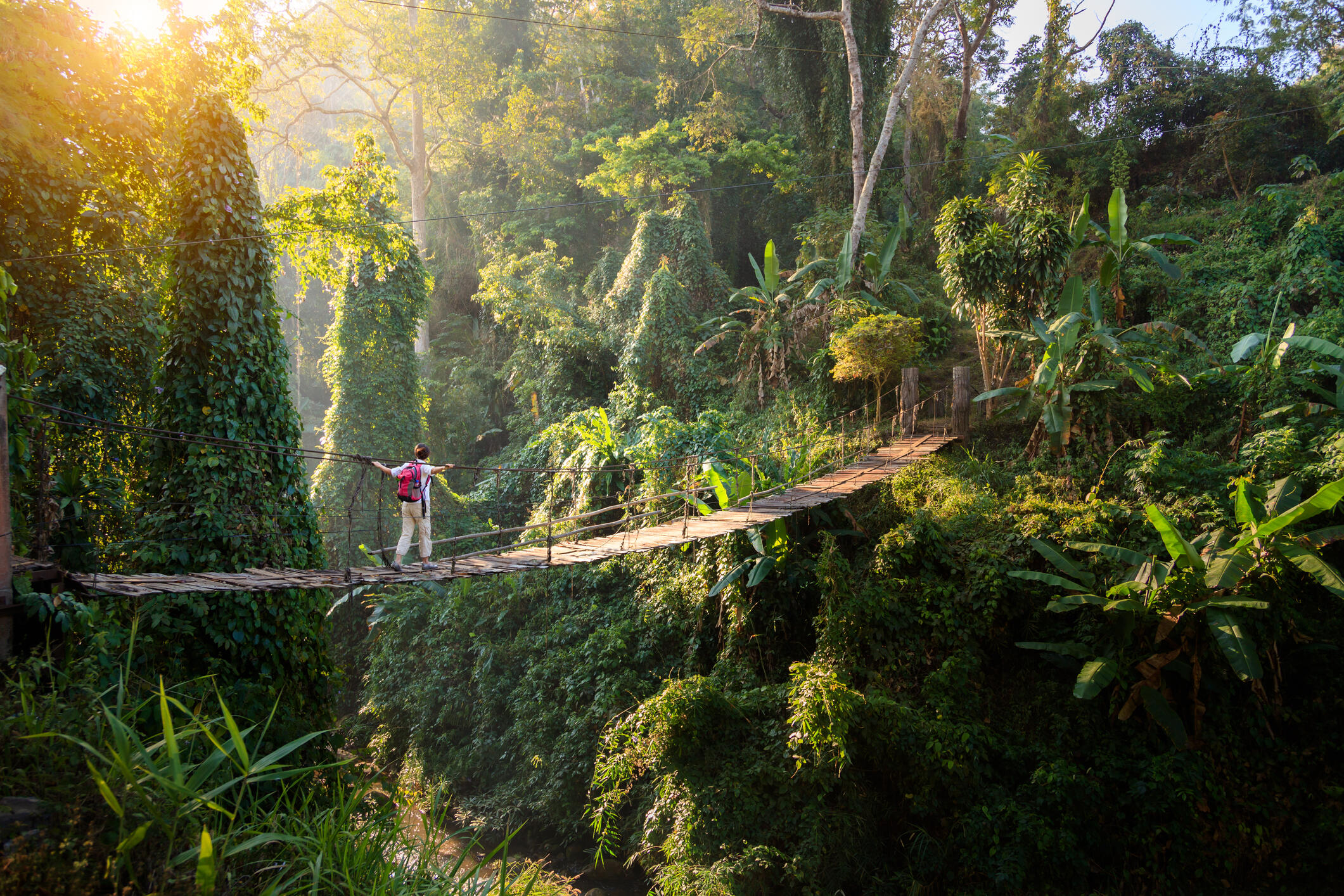 Backpacker on suspension bridge in rainforest