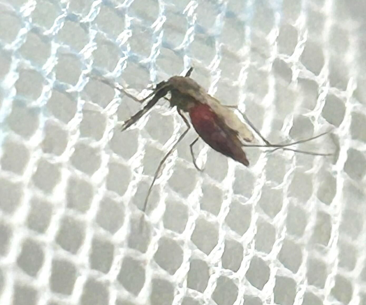 Anopheles gambiae mosquito