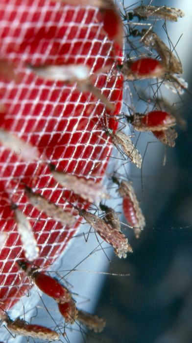 Anopheles gambiae mosquitoes feeding on blood