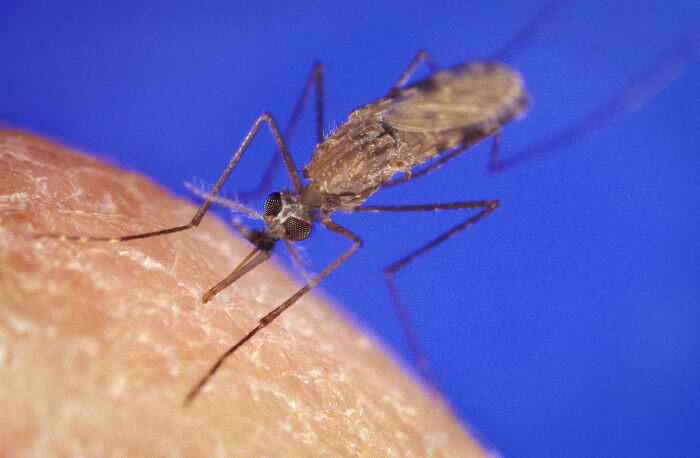 Researchers identified enzymes in Anopheles gambiae mosquitoes (image: CDC Public Health Library) Researchers identified enzymes in Anopheles gambiae mosquitoes (image: CDC Public Health Library)