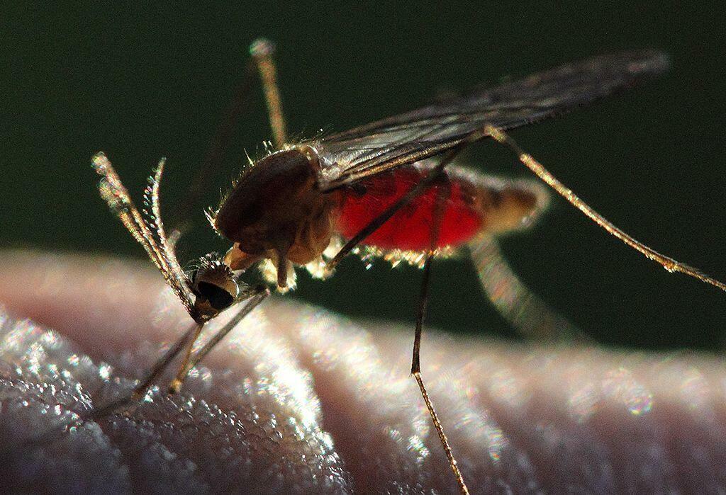 As we mark World Malaria Day, it is important to remember that malaria remains a major health problem worldwide, say LSTM researchers