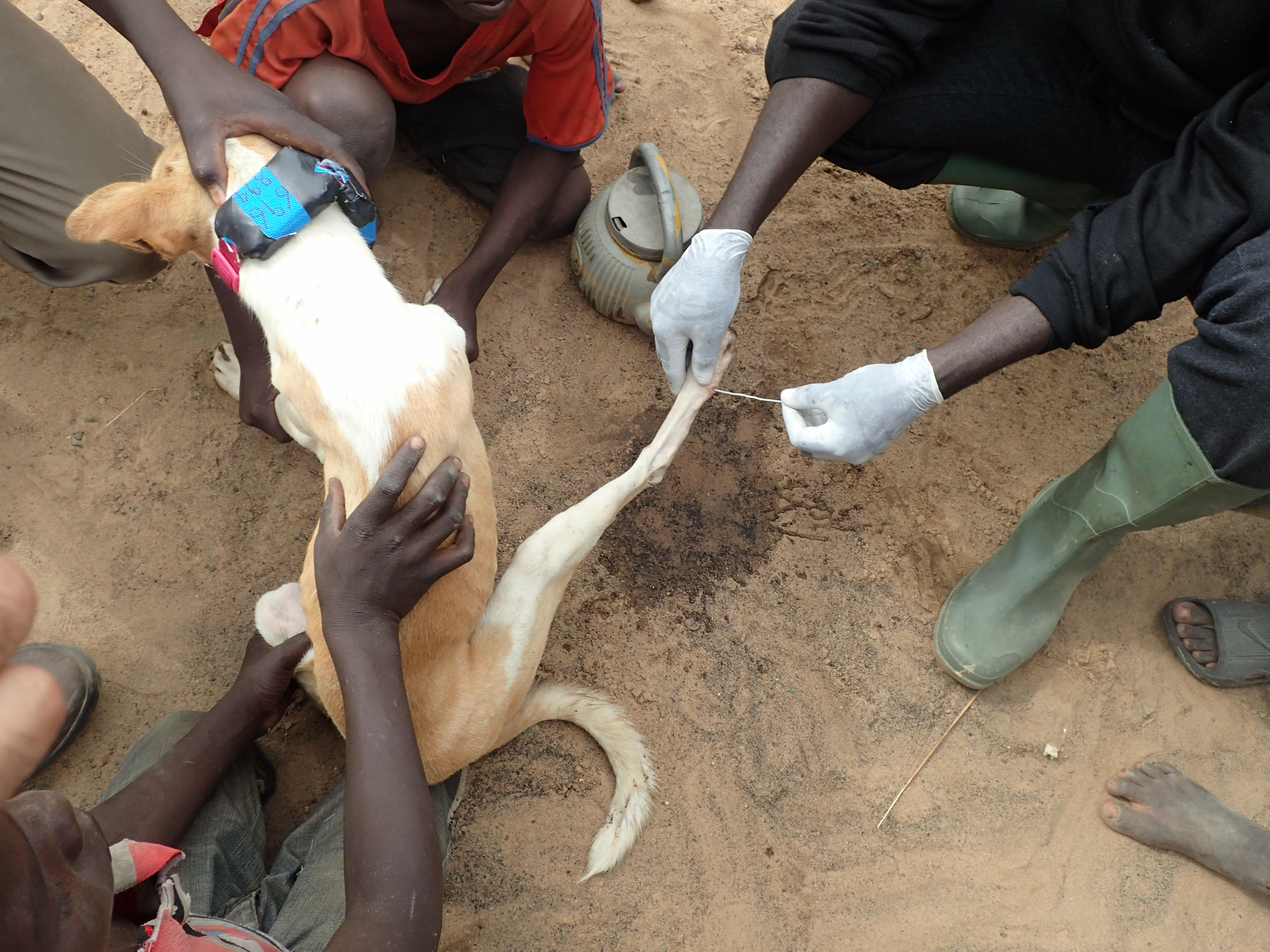 Guinea worm removal from a dog's leg - Photo: Jared Wilson-Aggarwal