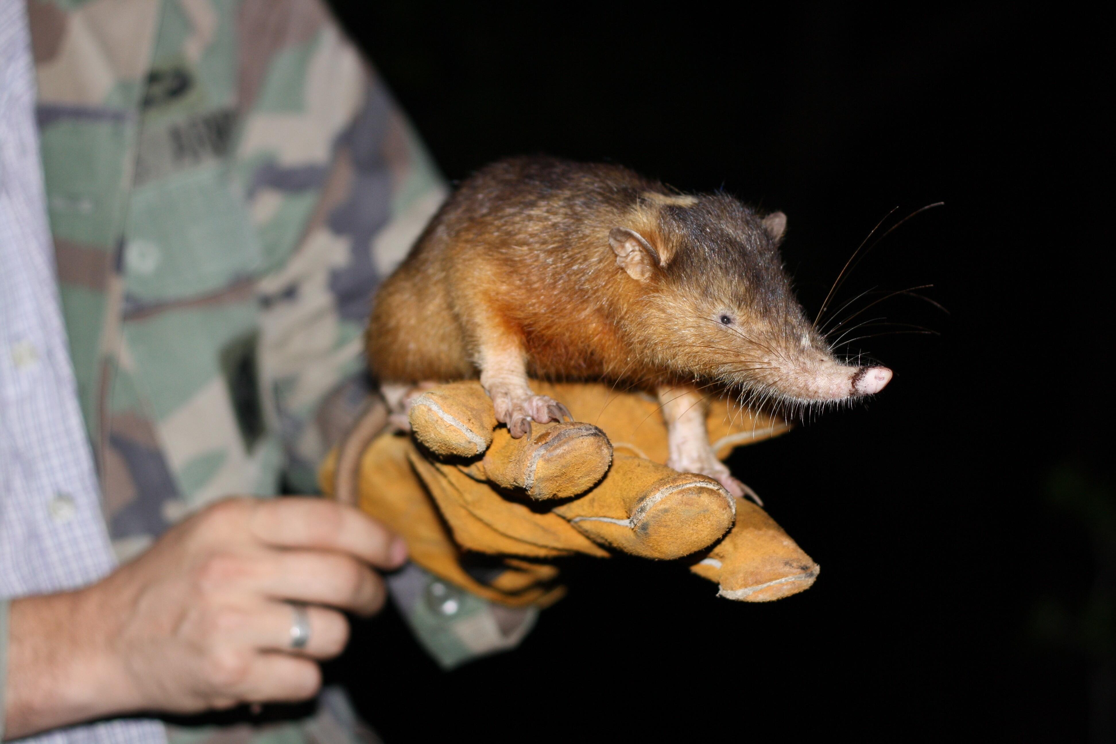 Hispaniolan solenodon - Photo credit: Lucy Emery Hispaniolan solenodon - Photo credit: Lucy Emery