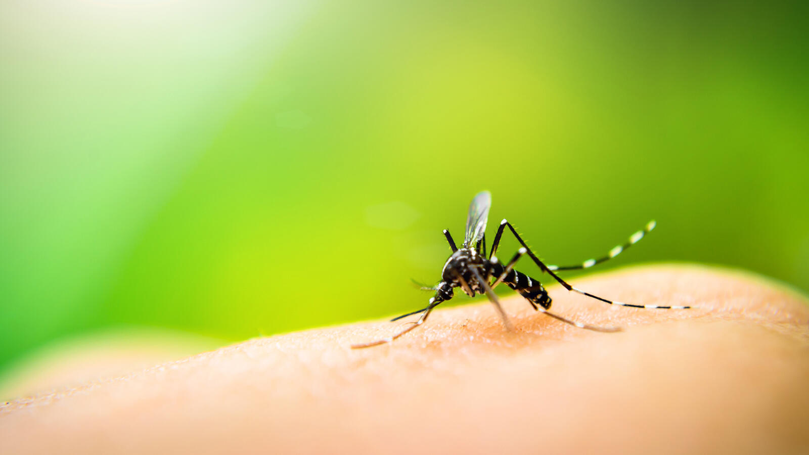 image of a mosquito taking a blood meal from a person