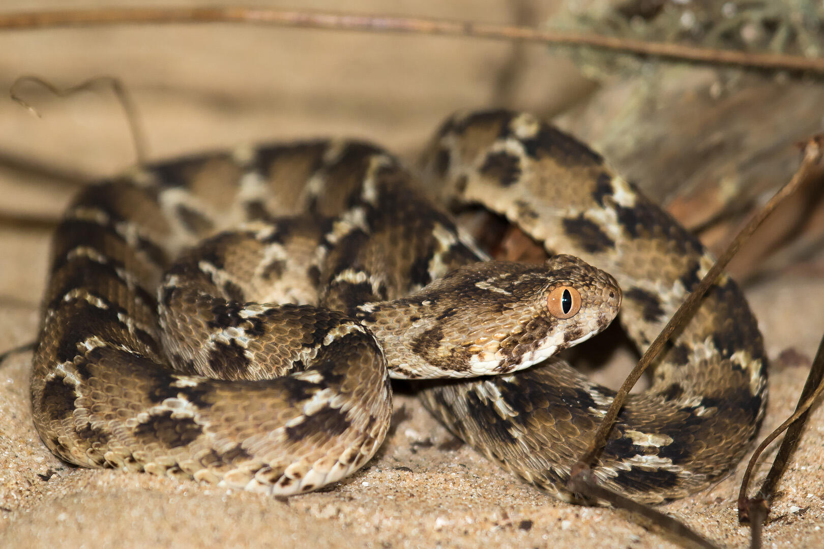 A saw scaled viper (Image: R Wilson)