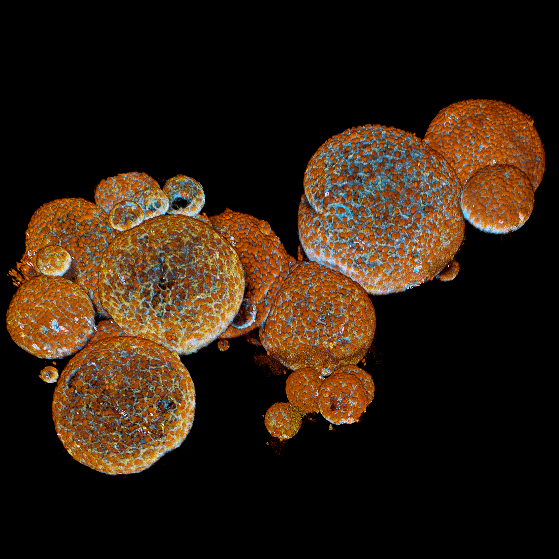 SnakeOrganoids: Credit Ravian Van Ineveld Copyright- Princess Maxima Center For Pediatric Oncology