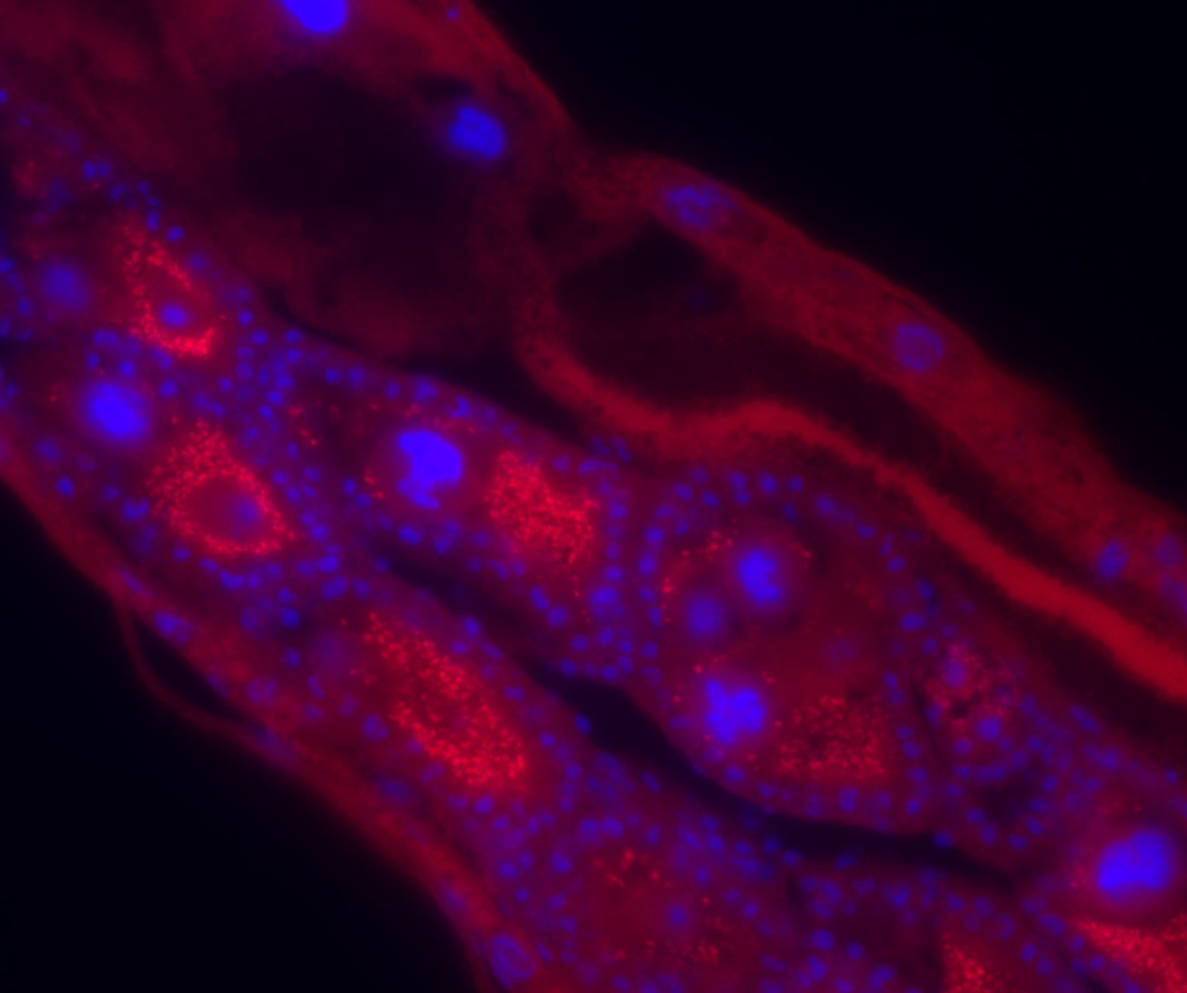 Fluorescent in situ hybridization of Wolbachia infections in Anopheles moucheti ovaries (Wolbachia – red, mosquito nuclei stained by DAPI - blue). Image taken by Shivanand Hegde.