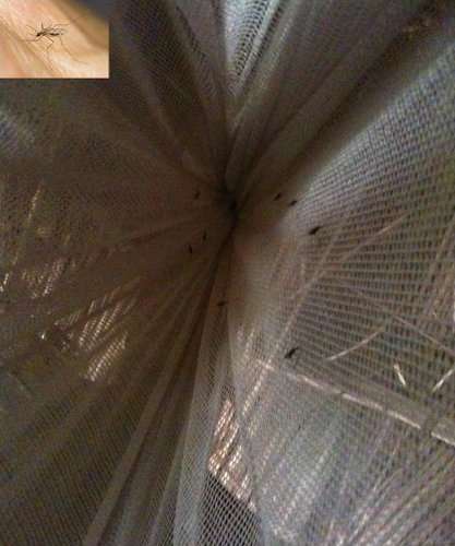 Anopheles funestus mosquitoes resting inside insecticide-treated bednets in the field in Africa through selection in these populations of a highly resistant allele from a cytochrome P450 gene in response to the scale up of control interventions in Africa. (Credit: Dr. Wondji).