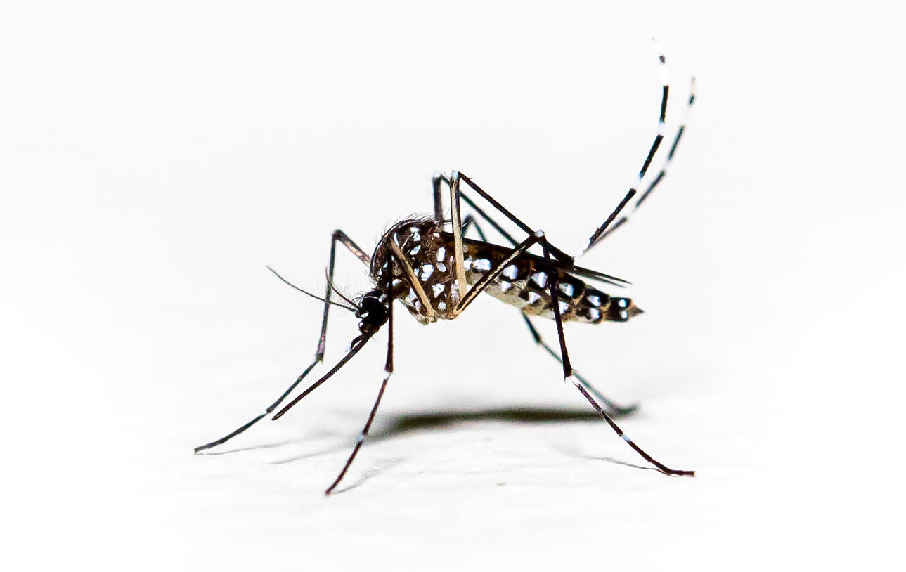 The research paper examines the impact of household insecticides on resistance development(image: iStock/Mailson Pignata) Aedes aegypti mosquito
