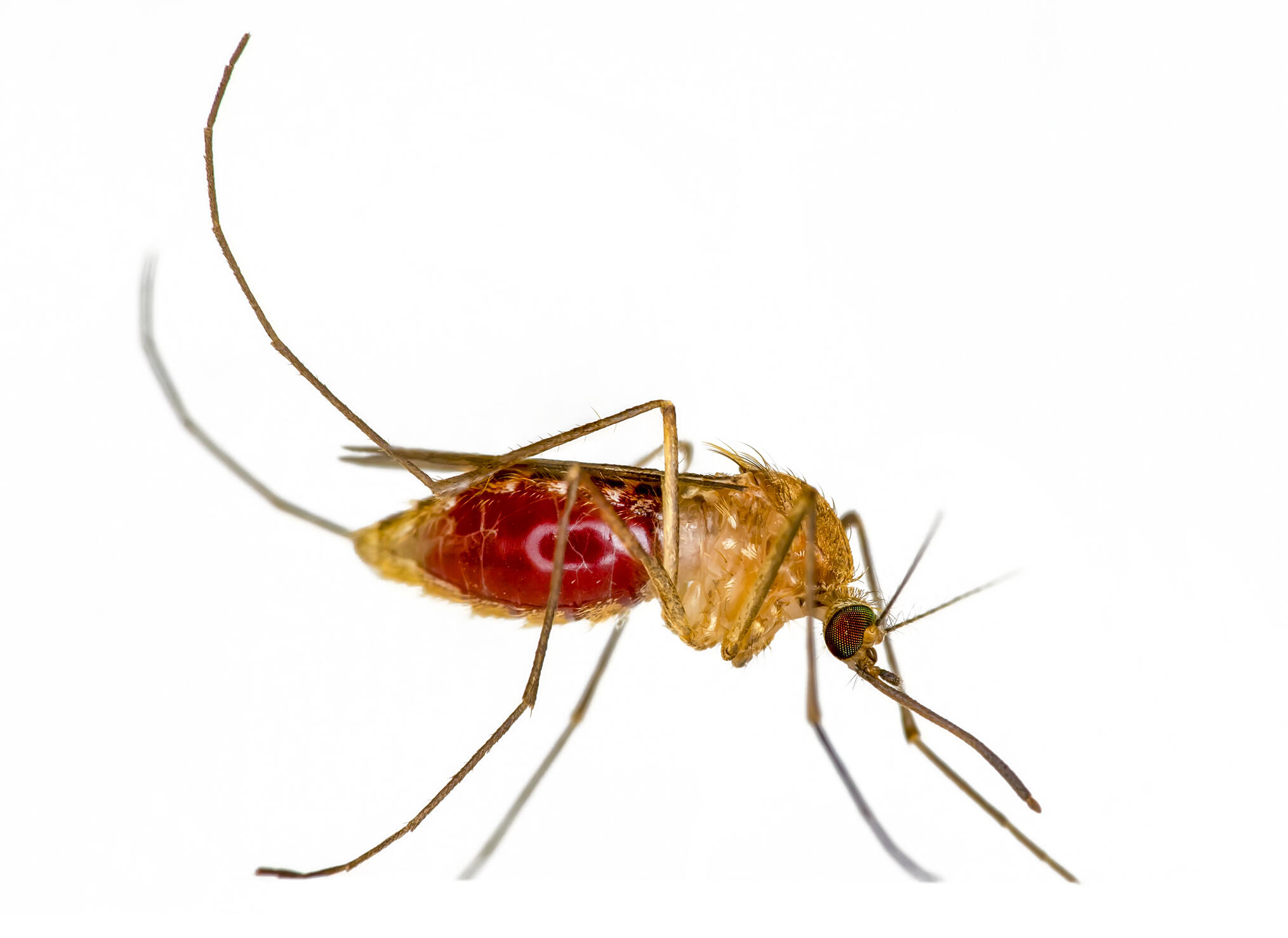 The new findings could inform further genomic surveillance work towards malaria elimination in sub-Saharan Africa (image: iStock) An image of an Anopheles Funestus mosquito