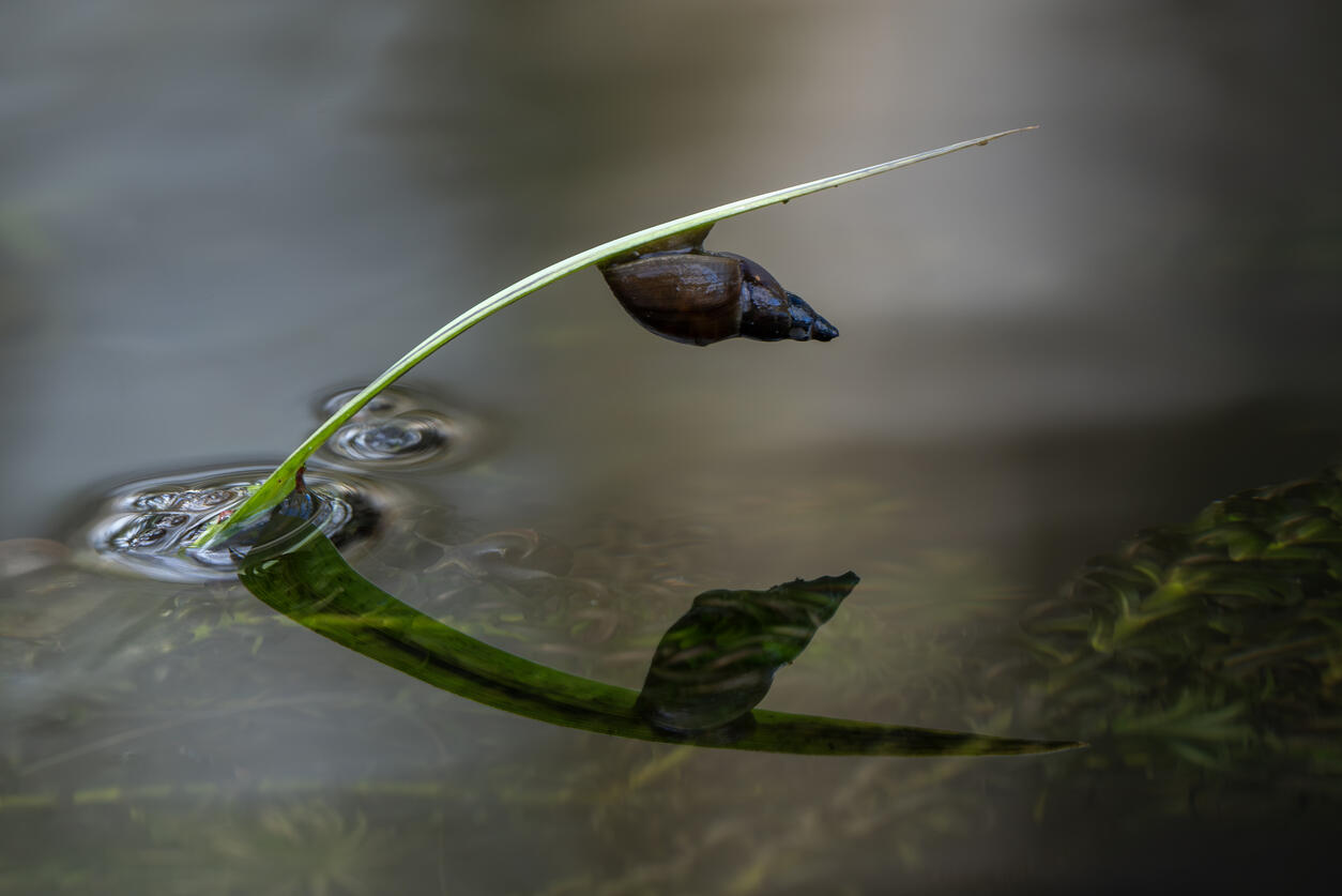 Freshwater snails transmit parasitic infections to humans A freshwater snail