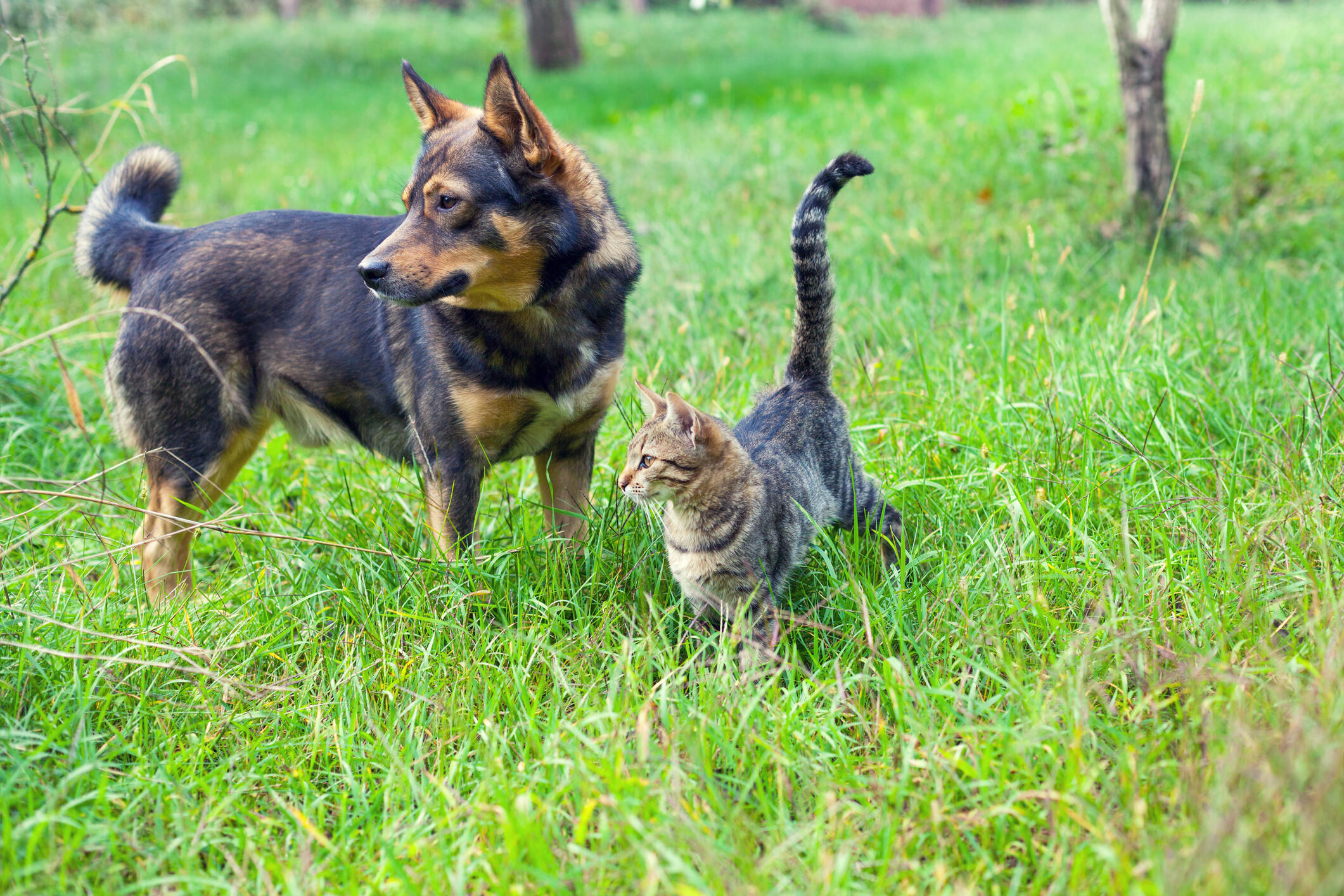 Dog and cat best friends walking together outdoor on the grass