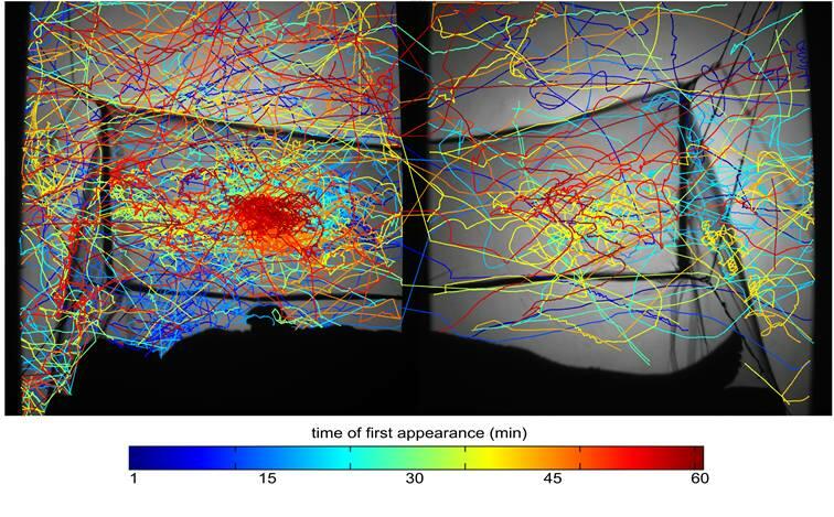 This image was captured by an infra-red tracking system and shows the flight paths of multiple mosquitoes as they attempt to reach a sleeping human protected inside an insecticide-treated be net.  The image shows the high concentration of activity on the roof of the net, above the torso of the sleeper beneath.