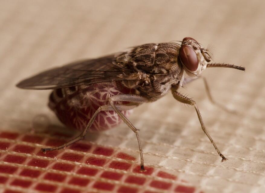 A blood fed tsetse fly -  Photo: Daniel Hargrove