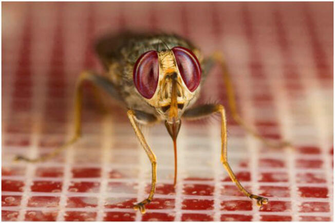 A tsetse fly (Glossina morsitans morsitans) taking a bloodmeal using the artificial feeding membrane system (Image courtesy of Dr. Ray Wilson)