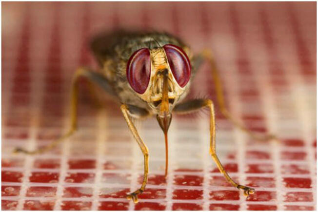 A tsetse fly (Glossina morsitans morsitans) taking a bloodmeal using the artificial feeding membrane system (Image courtesy of Dr. Ray Wilson) A tsetse fly (Glossina morsitans morsitans) taking a bloodmeal using the artificial feeding membrane system (Image courtesy of Dr. Ray Wilson)