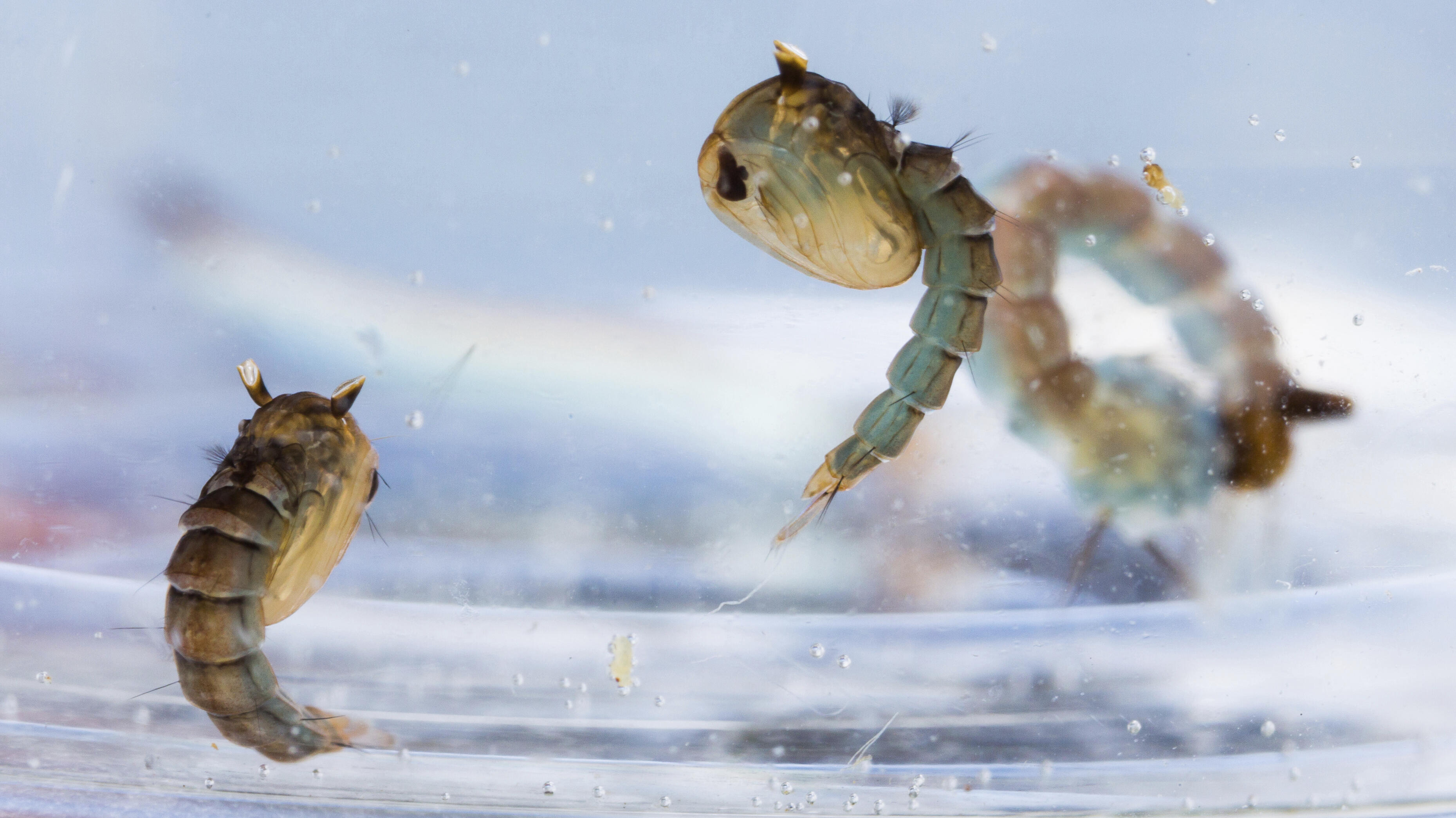 Vector Biology | LSTM