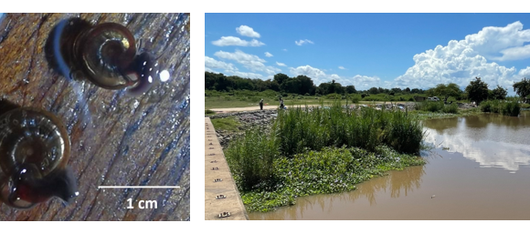 Bi. pfeifferi as found in Nsanje Port (left) with a view of the collecting area (right)