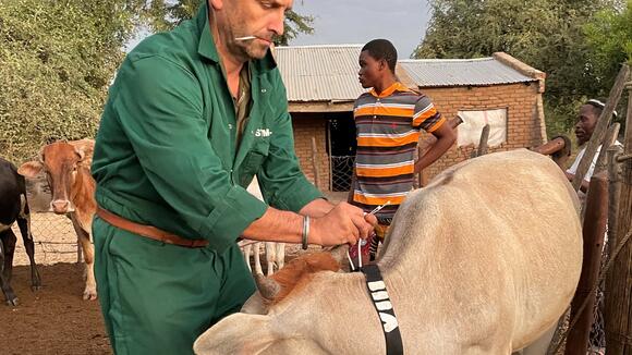 Fitting a GPS tracking unit and collar onto cattle in Mangochi District
