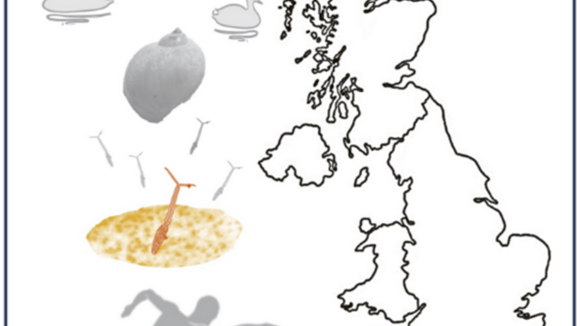 Graphical abstract of Kerr et al: Human cercarial dermatitis (HCD) in the UK: an overlooked and under-reported nuisance? (link in blog)