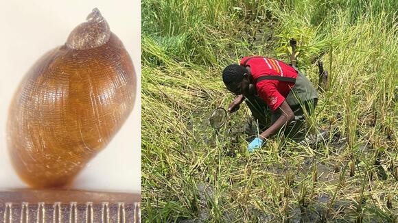 A pseudosuccinea shell and a researcher searching a rice paddy.