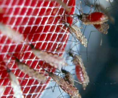 Anopheles gambiae mosquitoes feeding on blood
