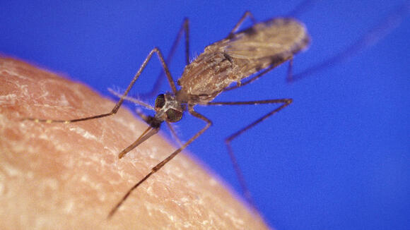Researchers identified enzymes in Anopheles gambiae mosquitoes (image: CDC Public Health Library)
