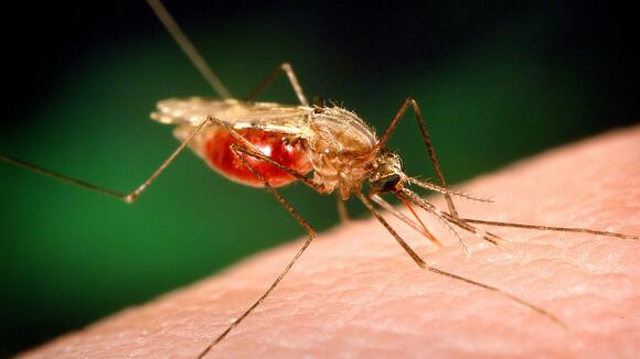 An image of an Anopheles Funestus mosquito
