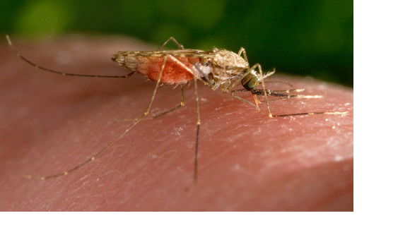 Anopheles gambiae