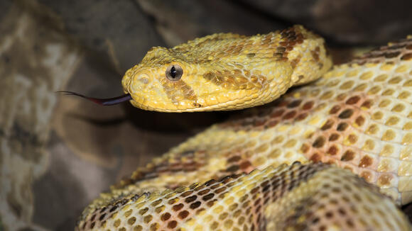 Puff adder (Bitis arietans), a species native to Kenya (Photo Credit R. Wilson)