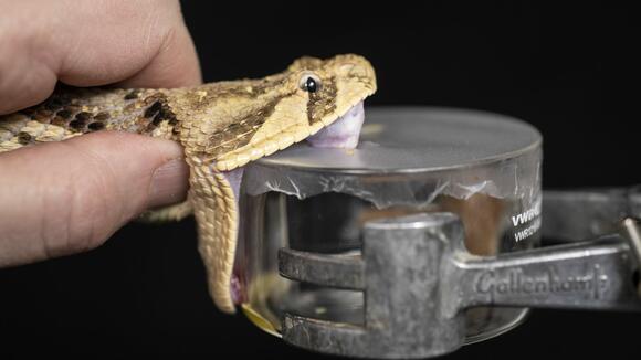  Bitis arietans (Image: S. Townsley)