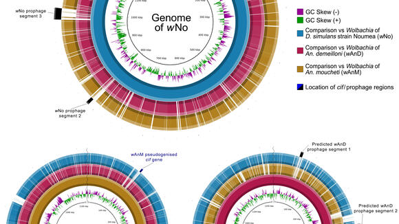 BLAST Ring Image Generator (BRIG) visualization of prophage regions in the genomes of wNo, wAnM and wAnD when compared to one another.